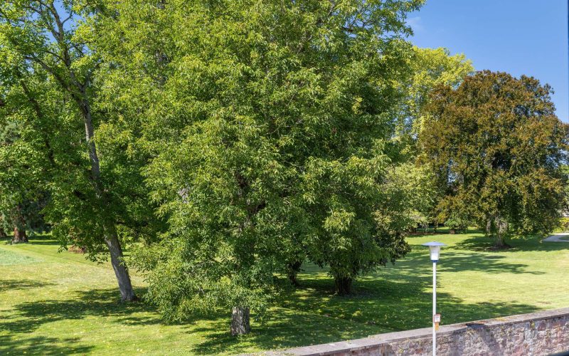 Sehr gepflegtes Einfamilienhaus - gute Lage und Top-Aussicht inklusive-4